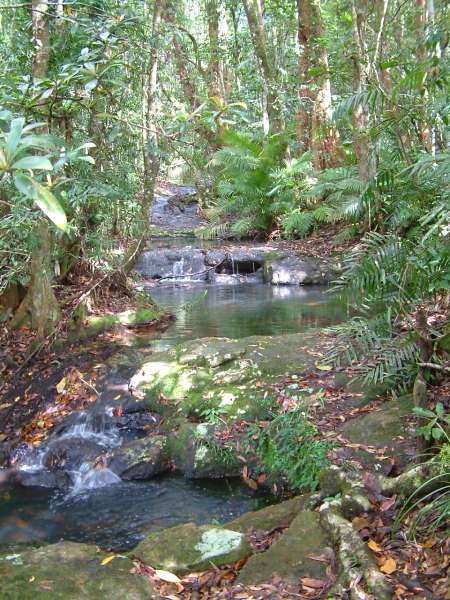 Tropical


                Rainforest
